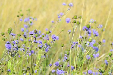 Succisa pratensis flowers on meadow