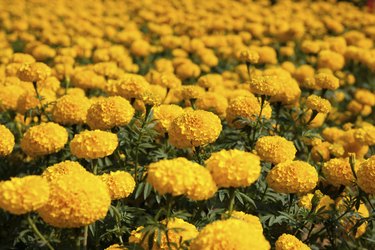 Marigold backgrounds in the garden. flower backgrounds in the garden. beautiful of marigold. yellow flower background.