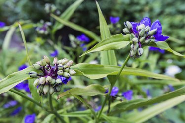 Closeup of a blue budding Spiderwort plant