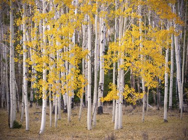 Aspens in fall.