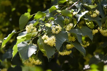 tree leaves identification cordate