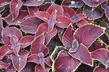 Coleus blumei