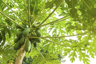 papaya papayas