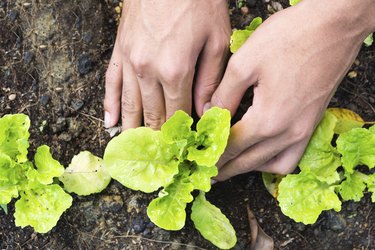 Planting vegetable garden