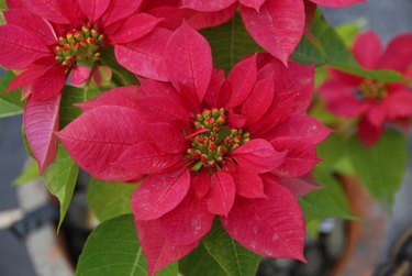 Red Poinsettia Flowers on Christmas