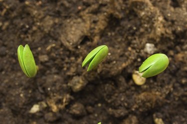 Soybean sprouts in a garden.