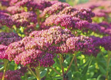 Sedum telephium