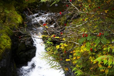 Steam and rowan tree in forest