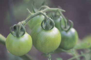 Tomatoes