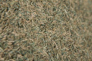 Grass seed