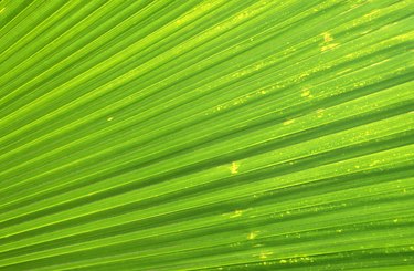 Palm frond