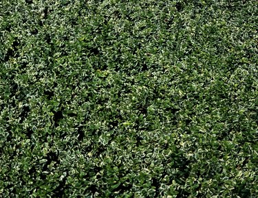 laurel hedge