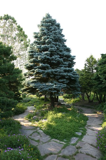 the-best-time-to-trim-a-blue-spruce-hunker