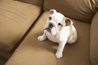 Dog on sofa