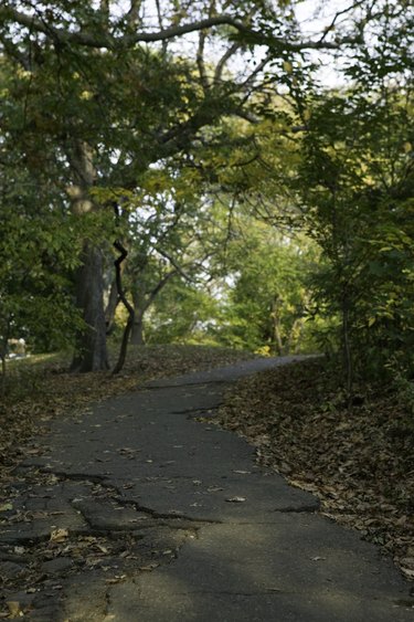 Cracked road among trees