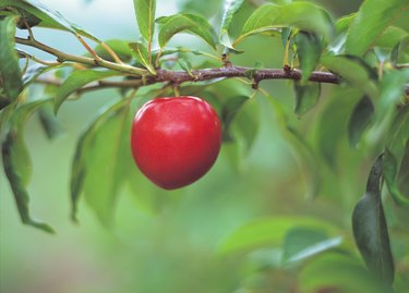 Ripe apple on a branch.