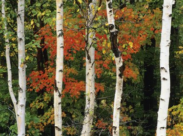 American White Birch tree trunks in New Hampshire, USA