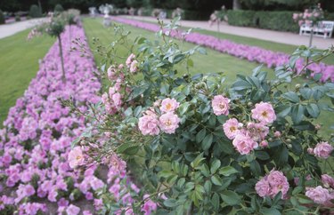 rose bushes