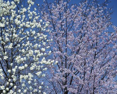 Yulan magnolia and cherry tree