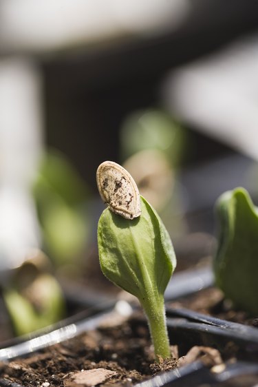 Seedlings in pot