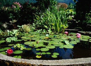 Lily Pads in a Pond