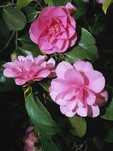 Pink camellia flowers