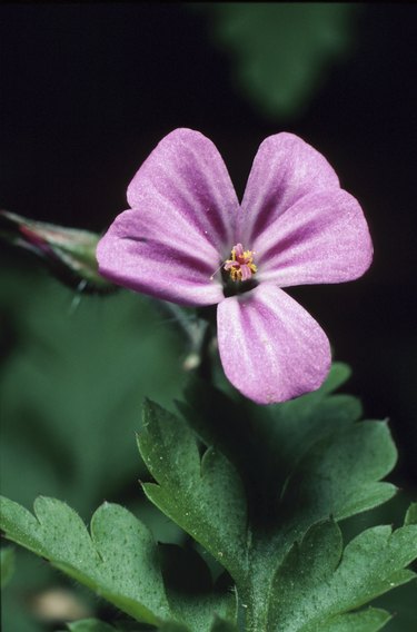 Geranium flower