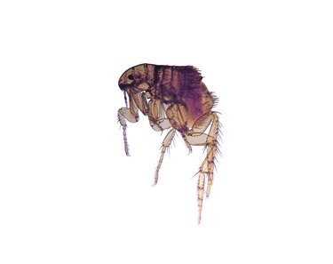 Microscope-Flea (Ctenocephalides)