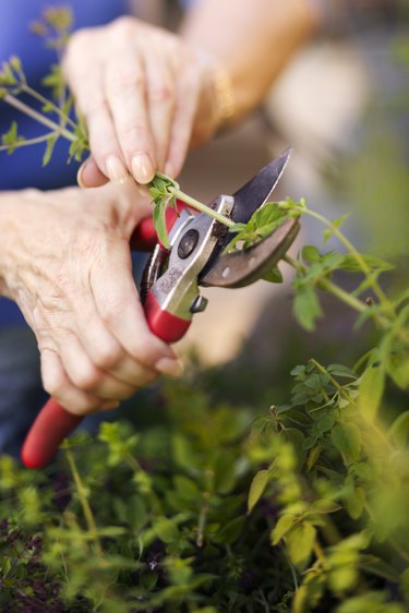 Hands pruning bush