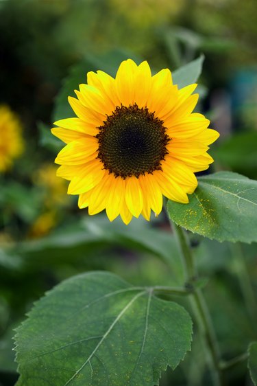 what-to-do-with-sunflower-stalks-hunker