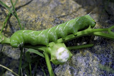 green cut worm doing damage