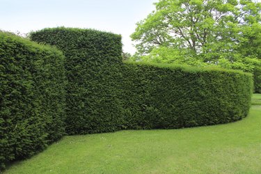 Clipped English yew hedge image / formal topiary garden (taxus baccata)