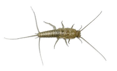 Silverfish Bristletail