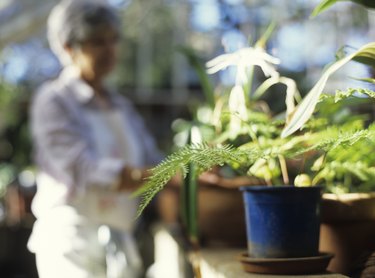 Pot plants in greenhouse, close up, woman in background