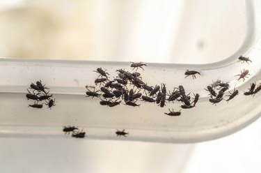 Closeup of weevils on container.
