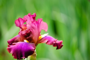 Colorful red and purple Iris