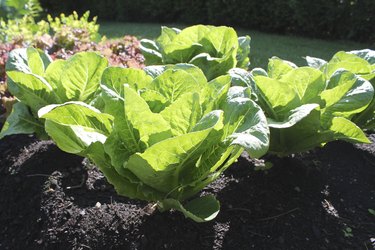 Lettuce garden.