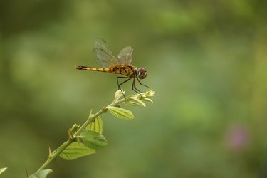 Dragonfly in the Botanical Gardens.