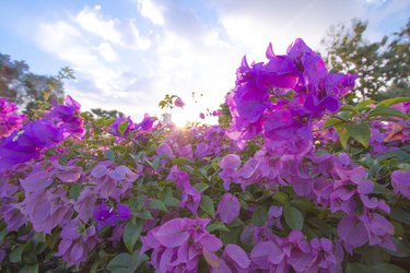 Bougainvillea flowers in a garden