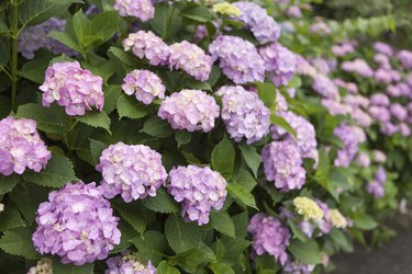 Flowers of hydrangea