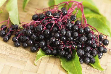 Elderberries with Leaves