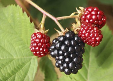 Blackberries ripening on plant.