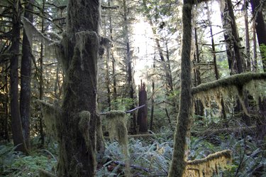 Douglas firs creating a dense, mossy landscape in the Pacific Northwest rainforest