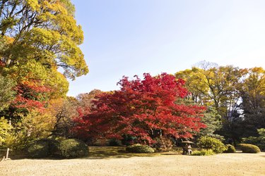 Japanese maple leaves in autumn