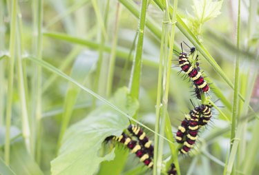 caterpillar eating leaves