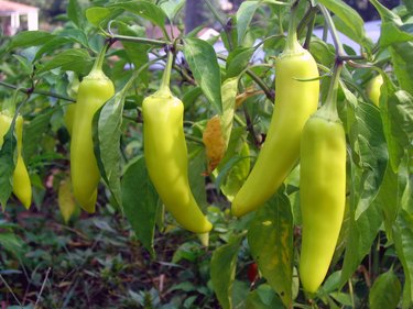 when should you pick pepperoncini peppers 