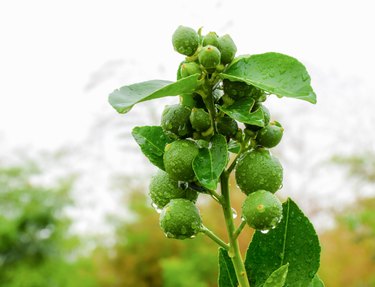 how do i know when crab apples are ripe