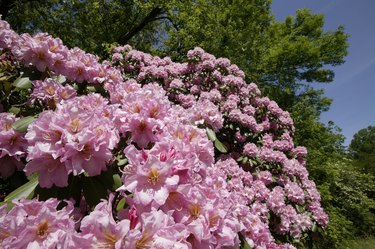 Pink rhododendron bush