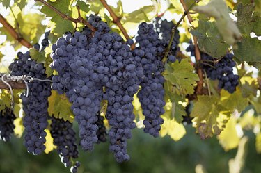 Recommended Grapes to Grow in Michigan | Hunker