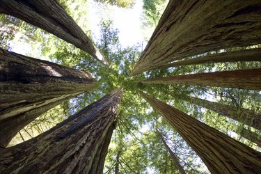 Giant redwood trees in Redwoods National Park, California